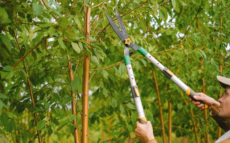Tree trimming in Brookport, IL