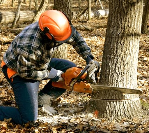 Tree Removal in Brookport, IL